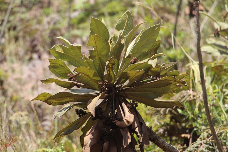 Espeletia garciae