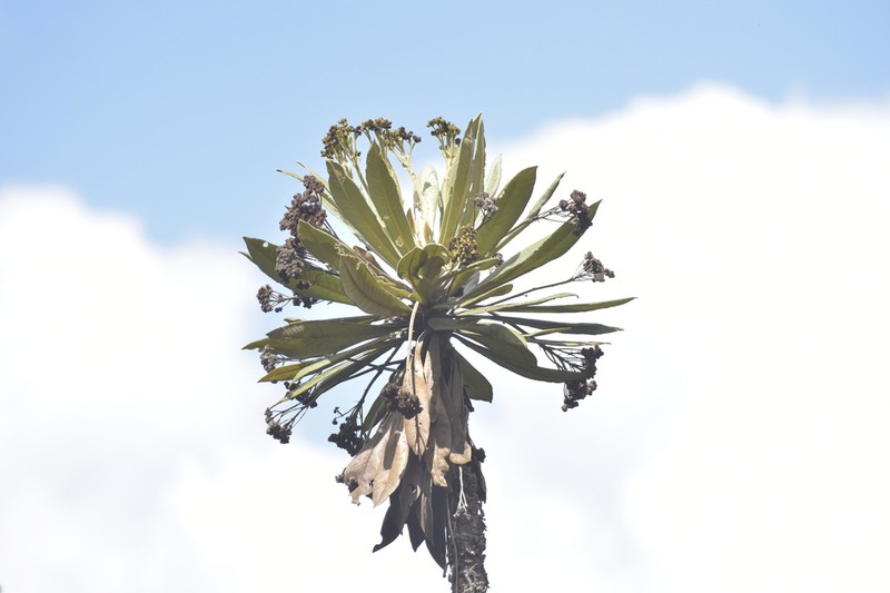 Espeletia garciae photo 3