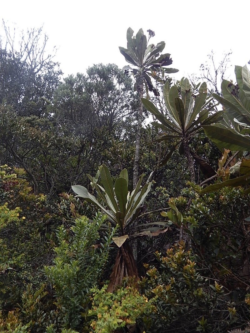 Espeletia garciae photo 4