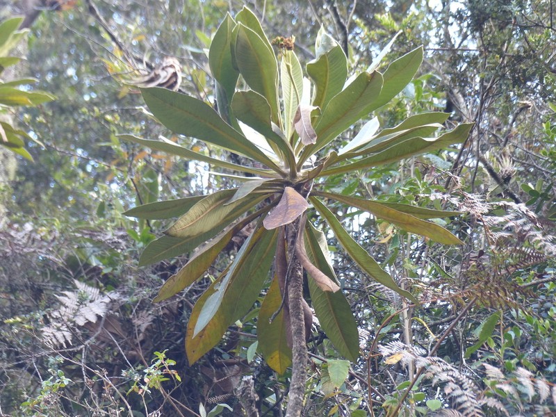 Espeletia garciae photo 5
