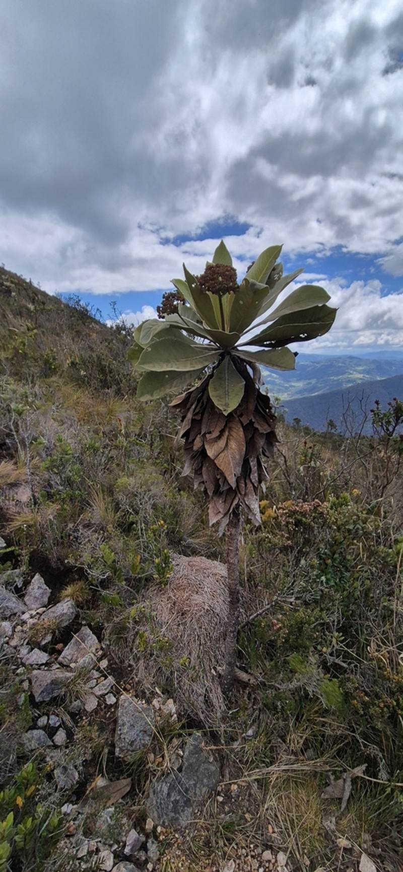 Espeletia garciae photo 6
