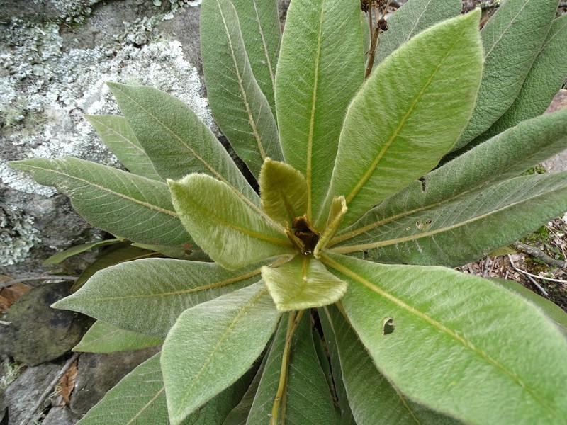 Espeletia garciae photo 8