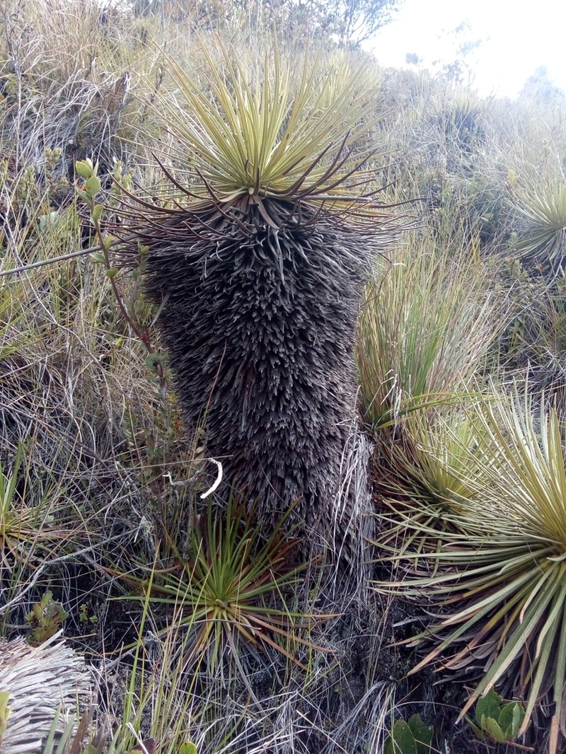 Espeletia glandulosa