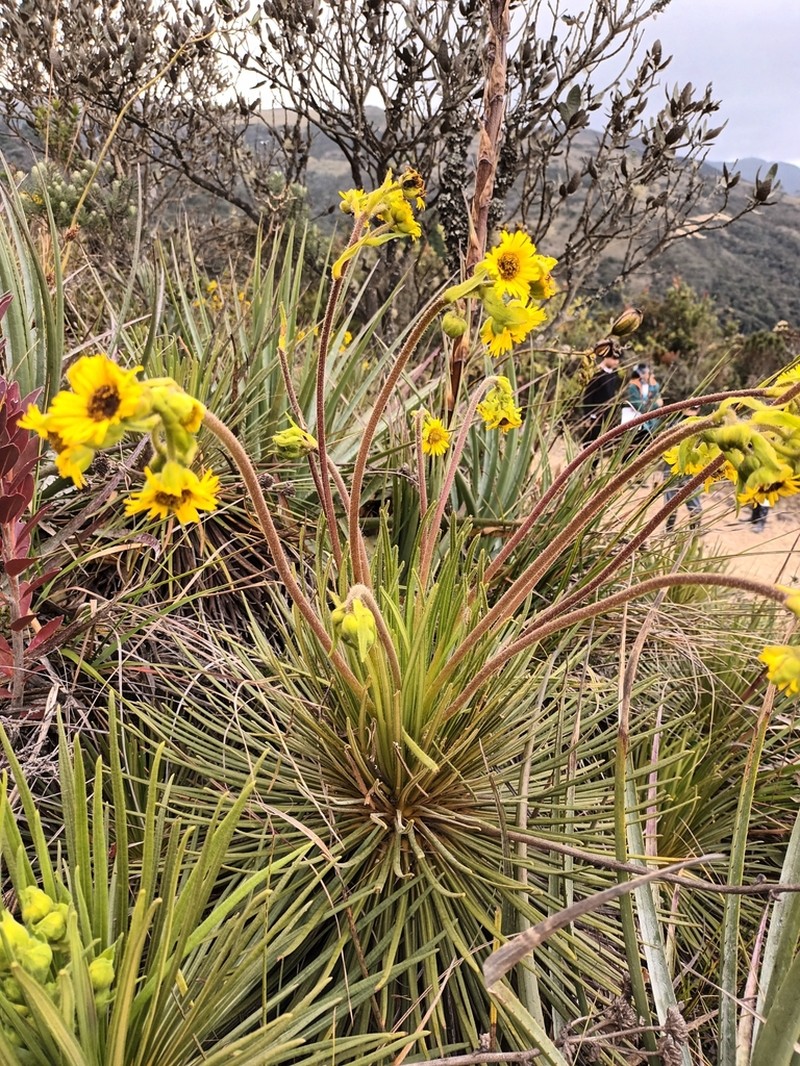 Espeletia glandulosa photo 2
