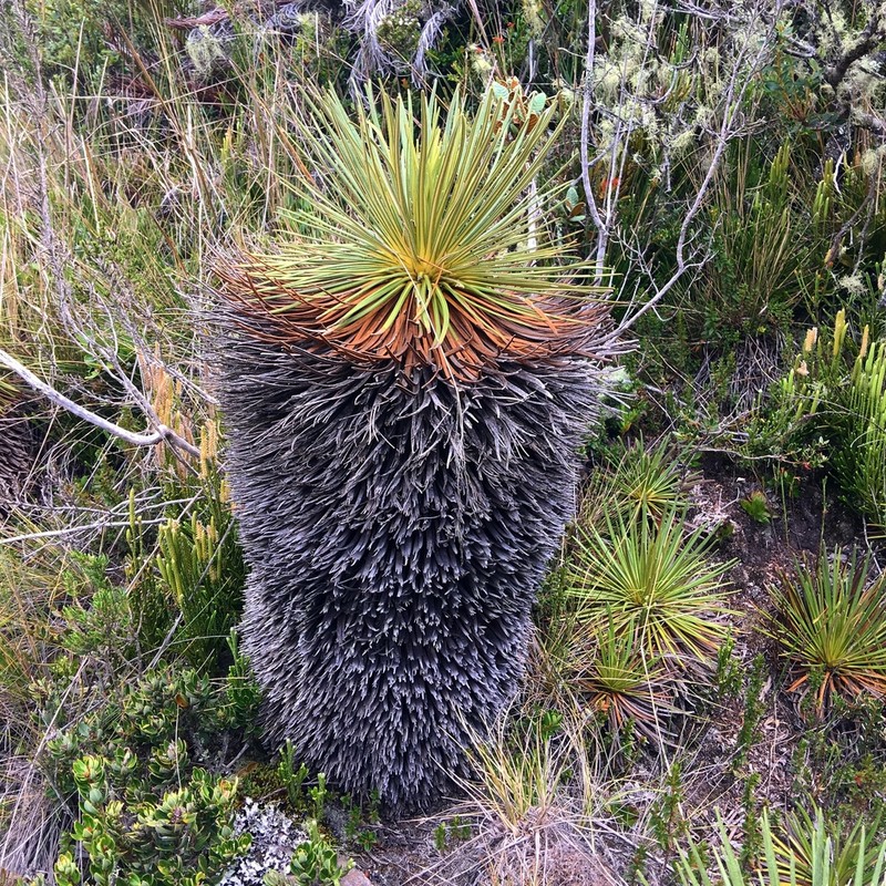 Espeletia glandulosa photo 3