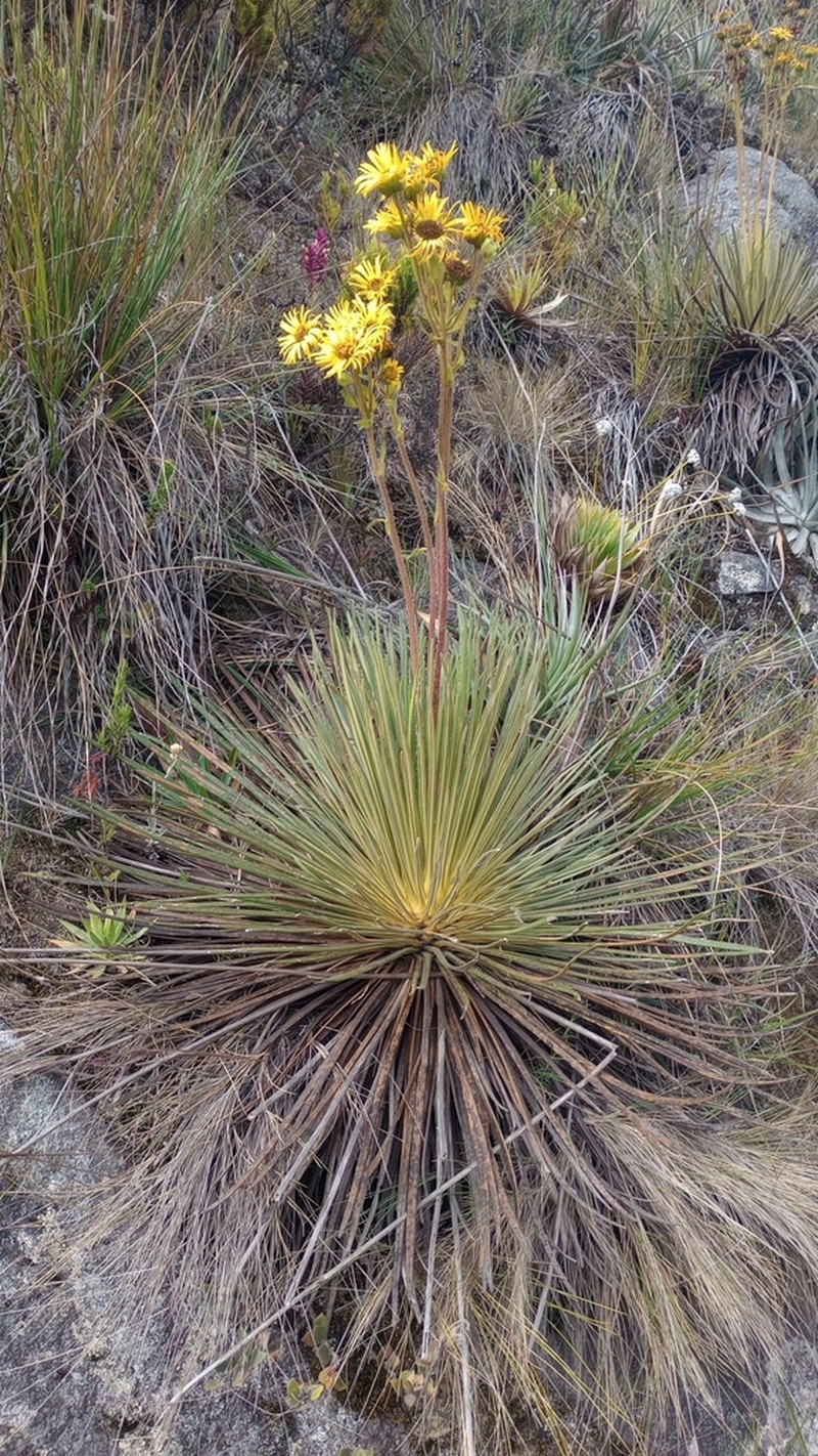 Espeletia glandulosa photo 4