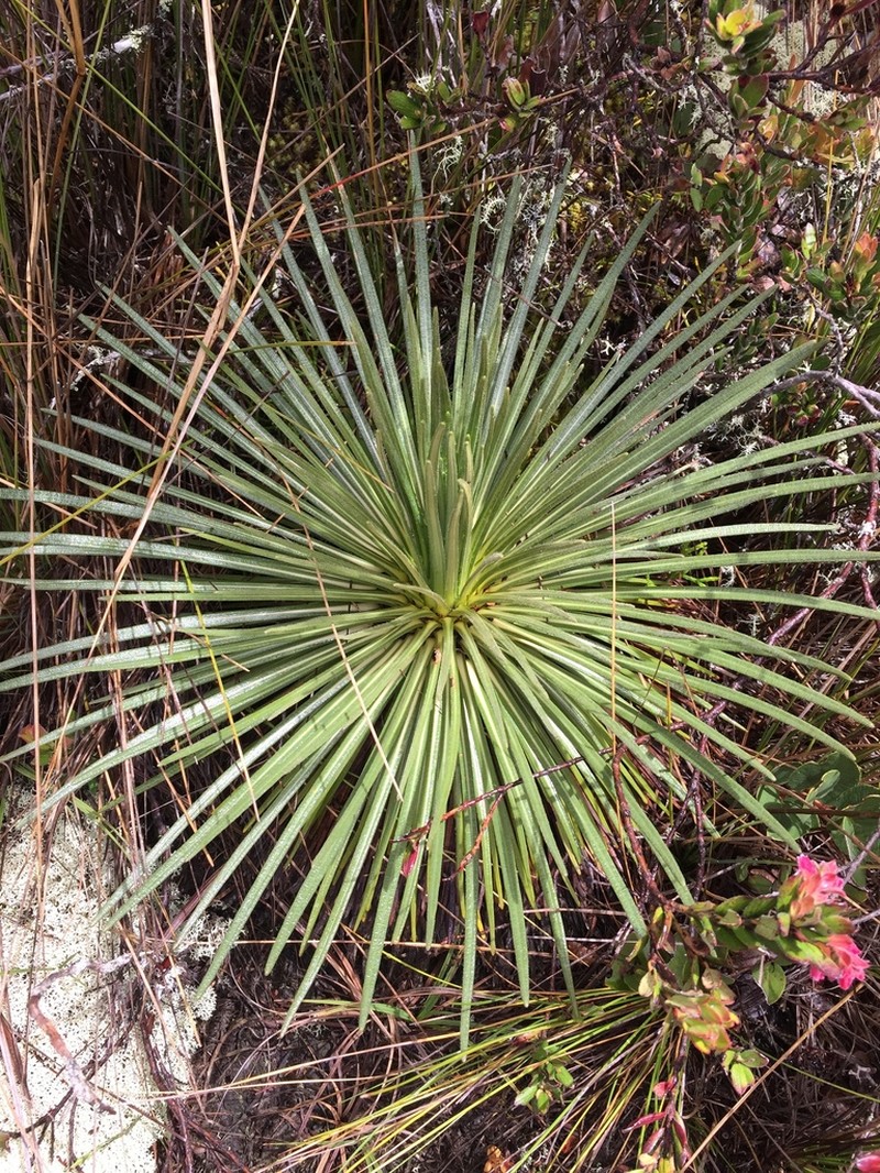 Espeletia glandulosa photo 5
