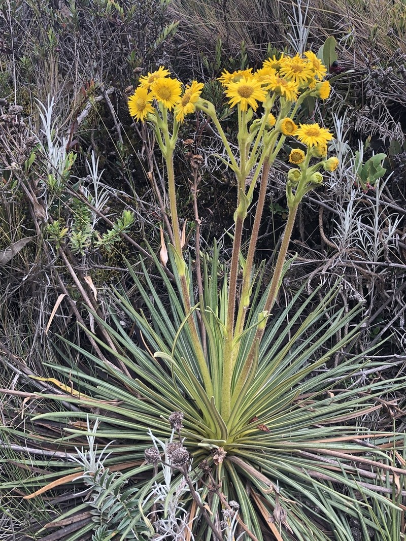 Espeletia glandulosa photo 6