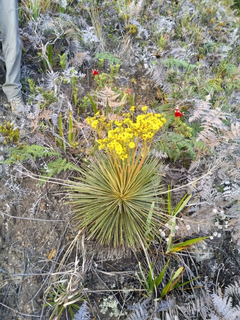 Espeletia glandulosa photo 7