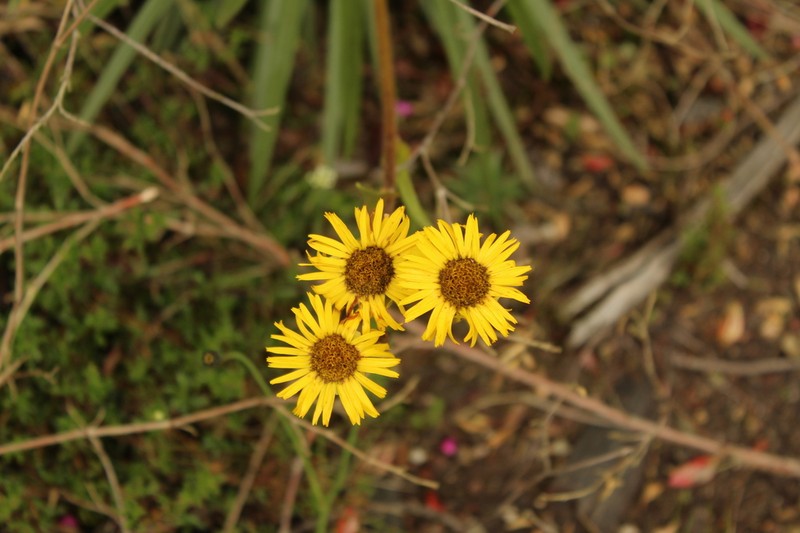 Espeletia glandulosa photo 8