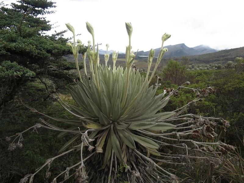 Espeletia grandiflora