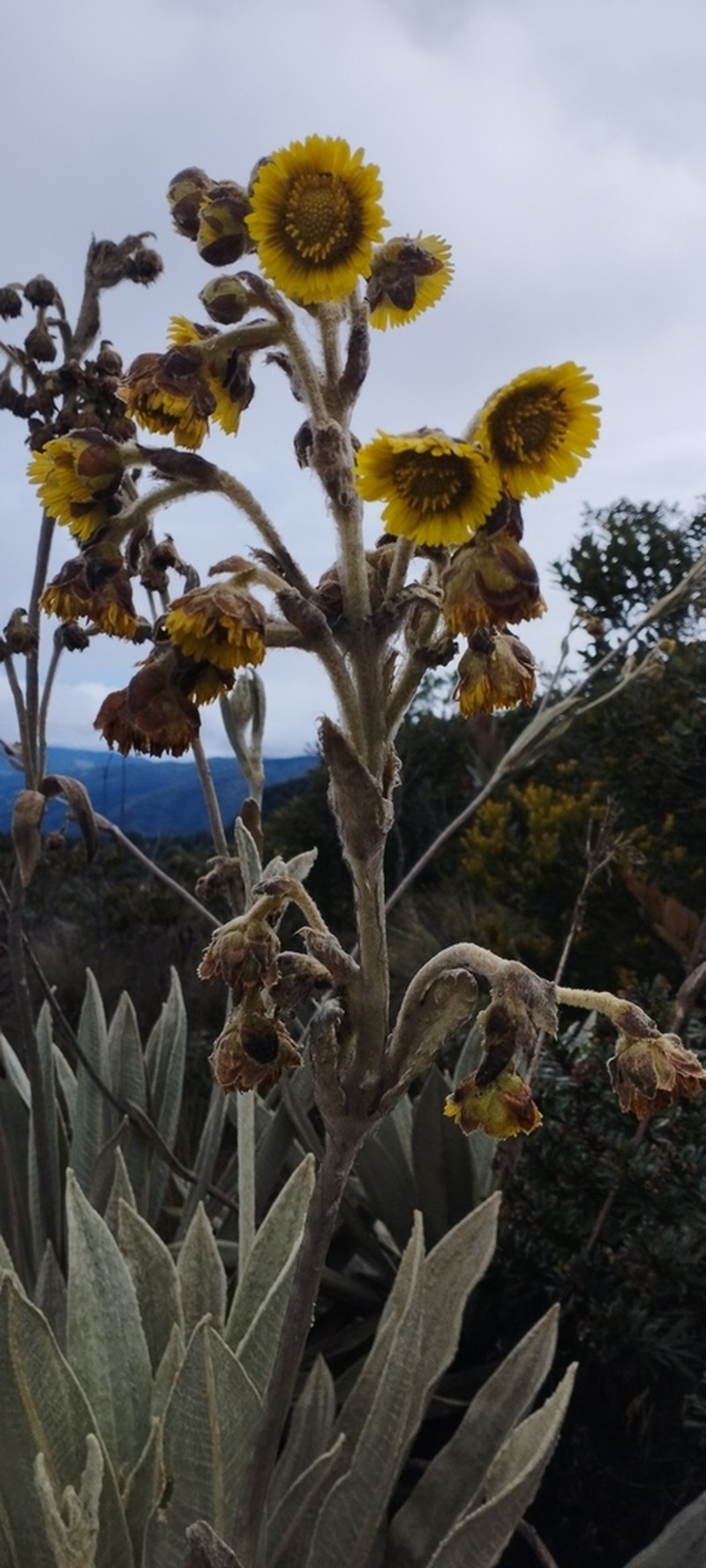 Espeletia grandiflora photo 2