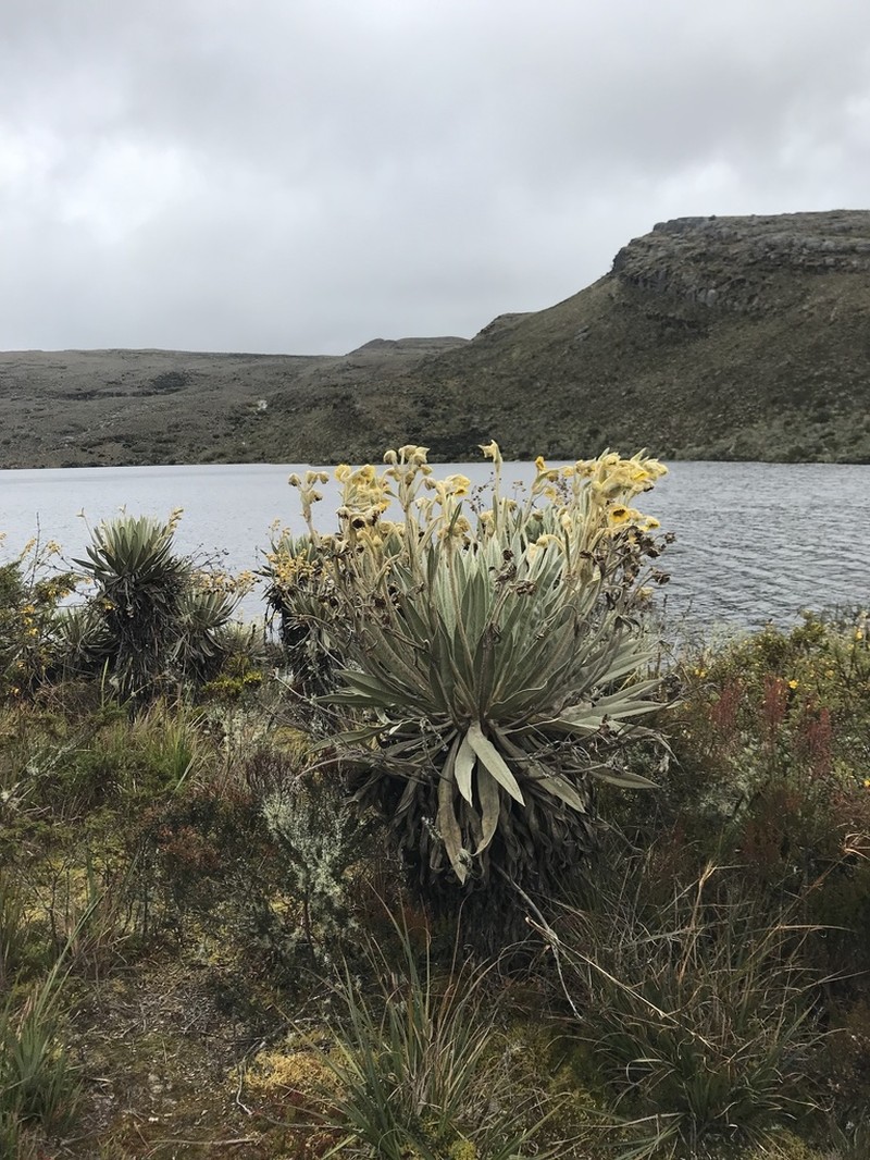 Espeletia grandiflora photo 3