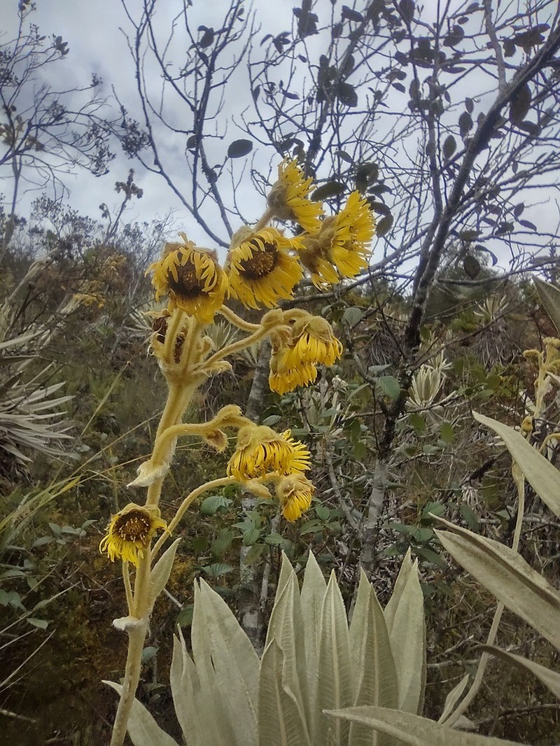 Espeletia grandiflora photo 4