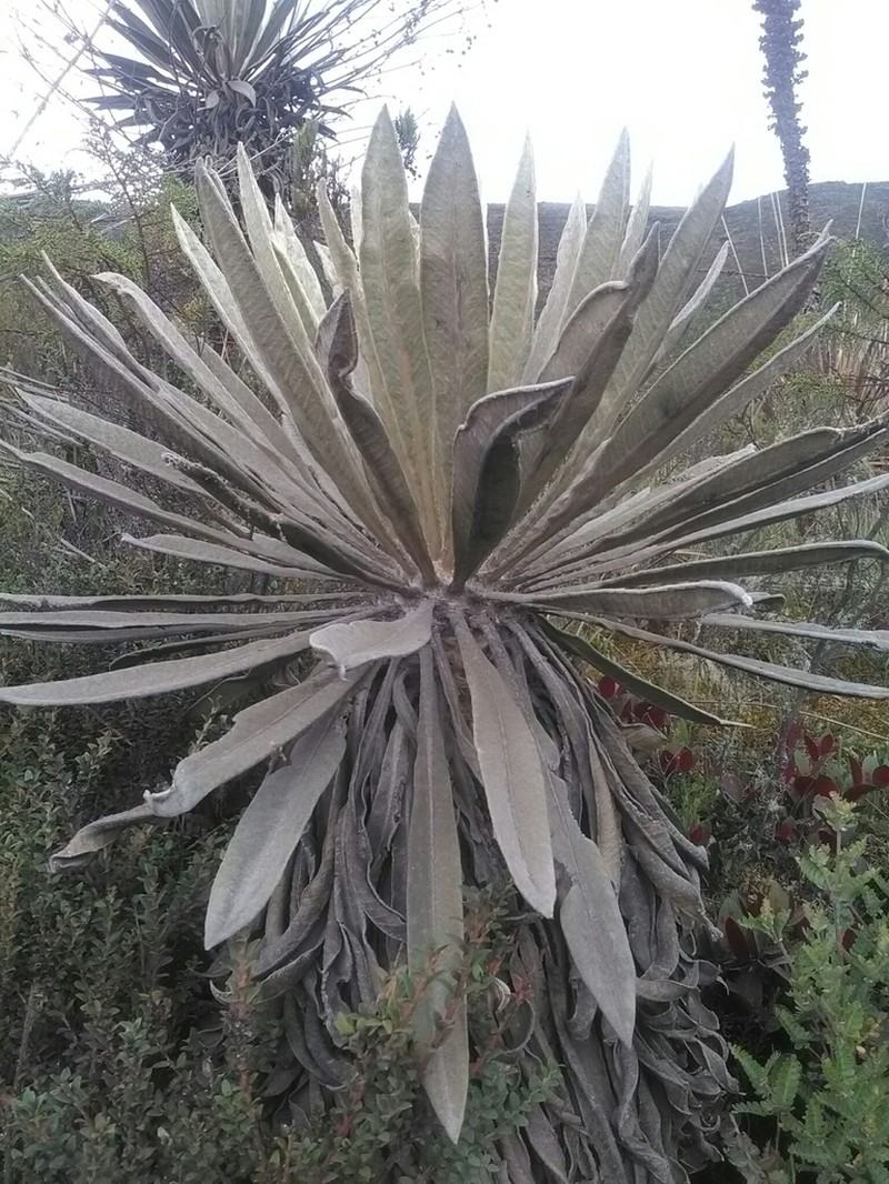 Espeletia grandiflora photo 5