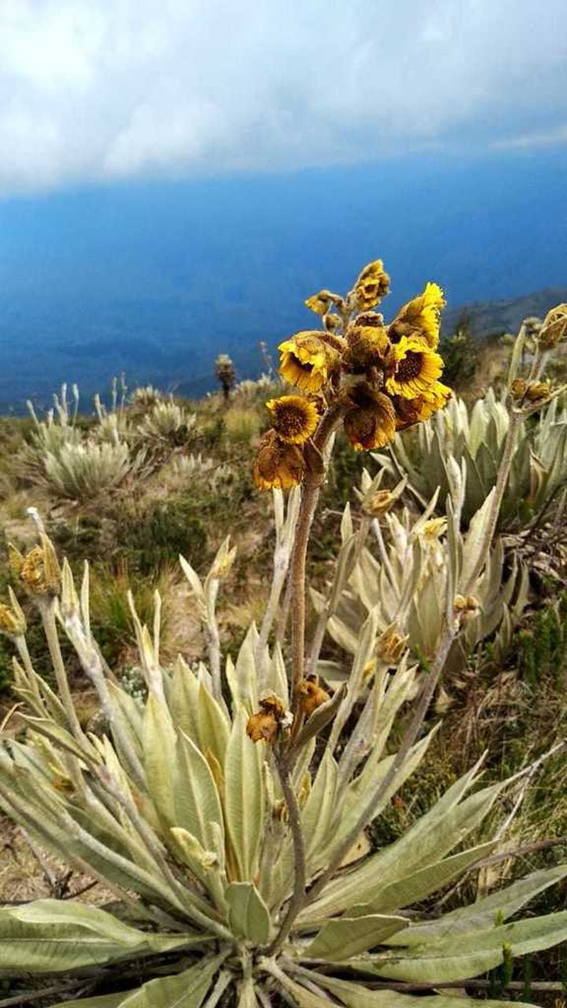 Espeletia grandiflora photo 7
