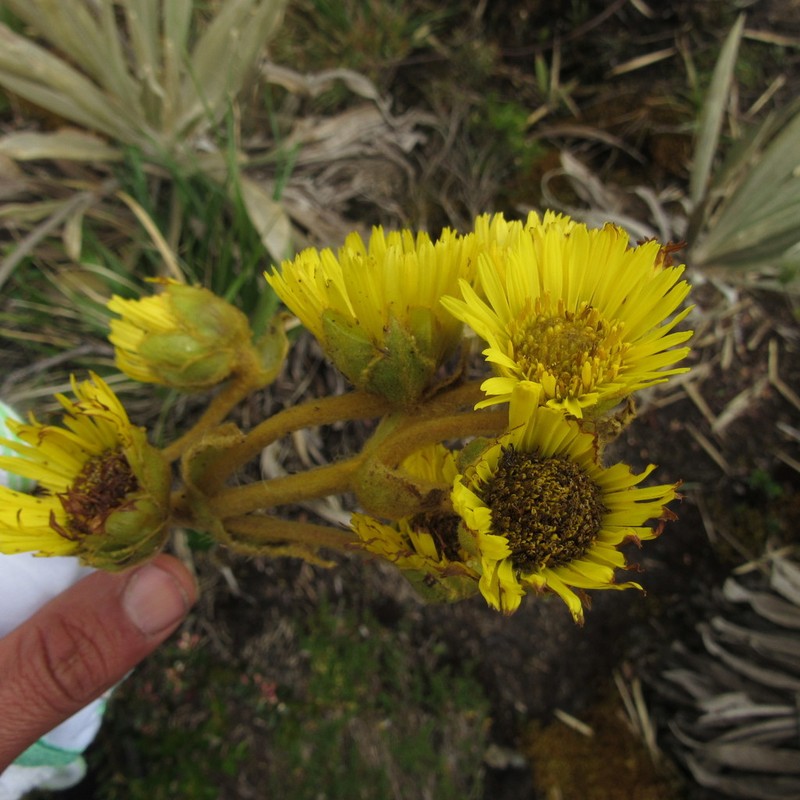 Espeletia grandiflora photo 8