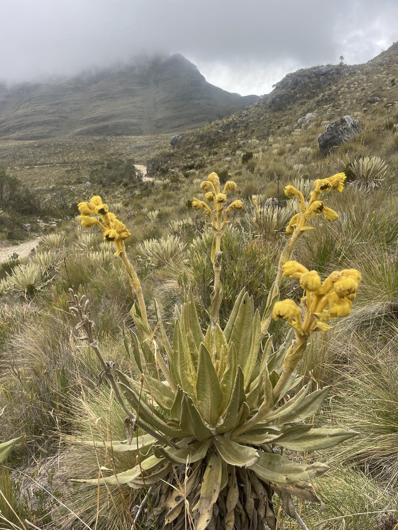 Espeletia grandiflora subsp. boyacana
