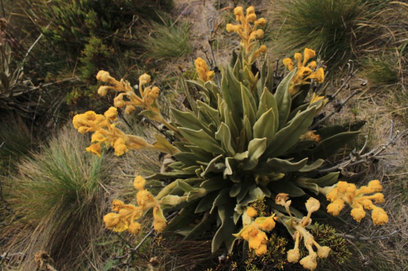 Espeletia grandiflora subsp. boyacana photo 2