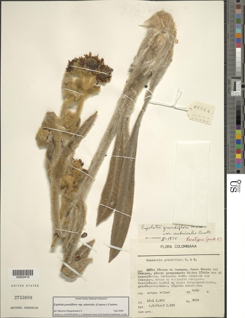 Espeletia grandiflora subsp. subnivalis