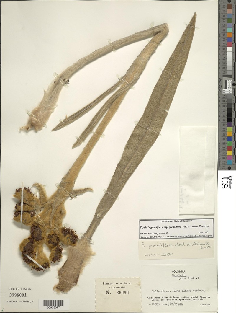 Espeletia grandiflora var. attenuata