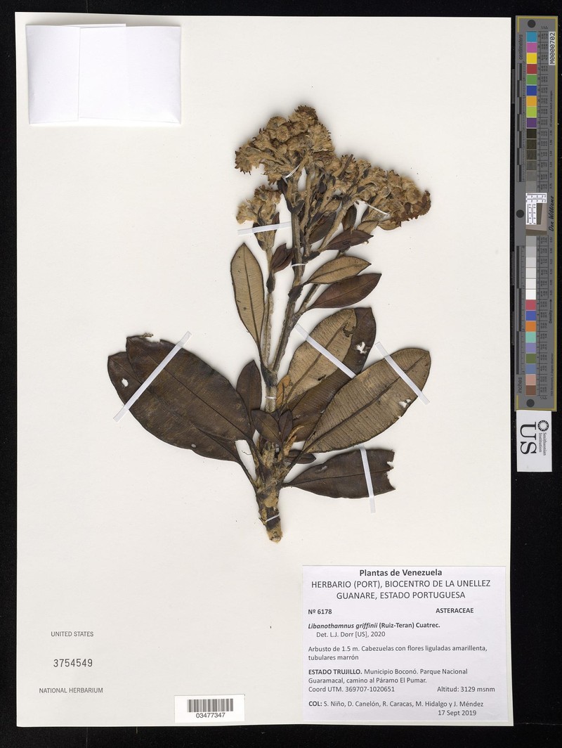 Espeletia griffinii photo 4