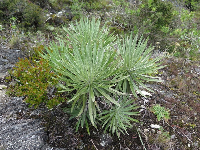 Espeletia grisea