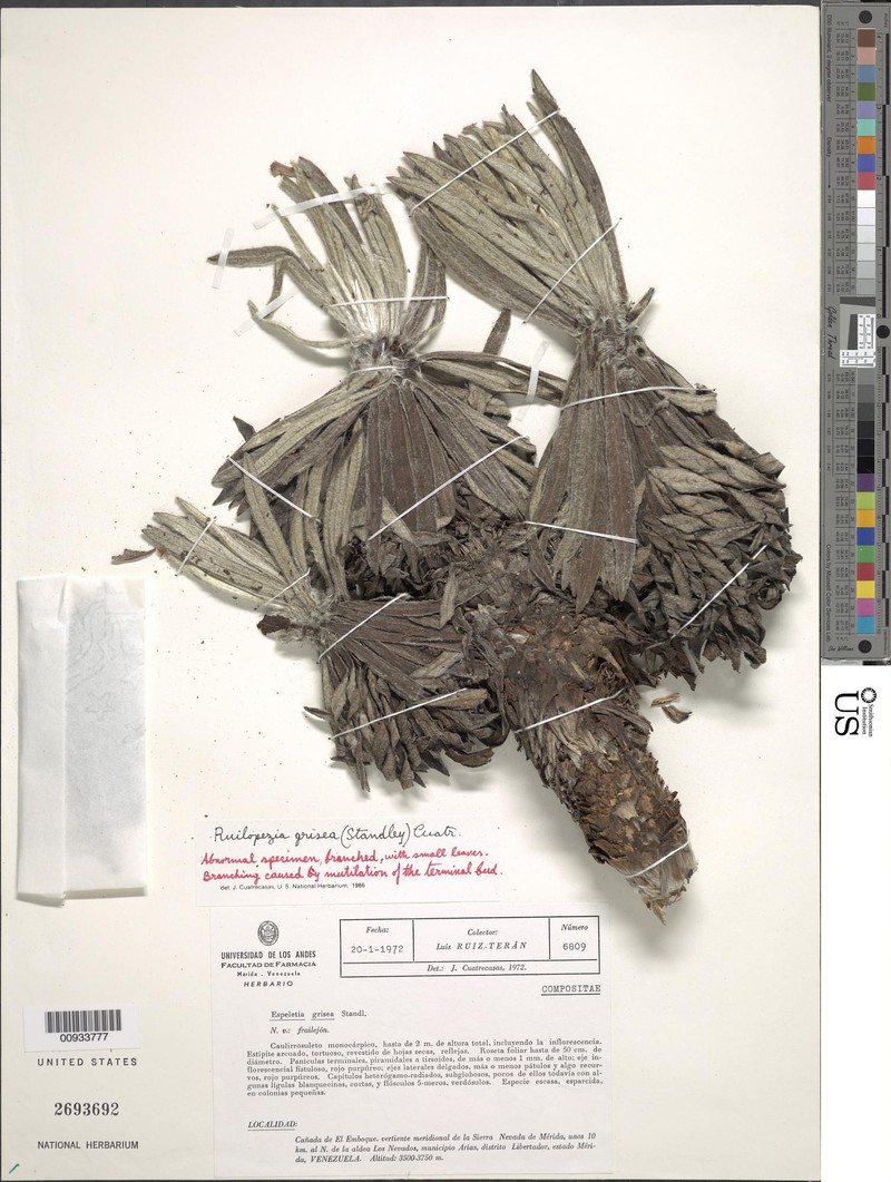 Espeletia grisea photo 2