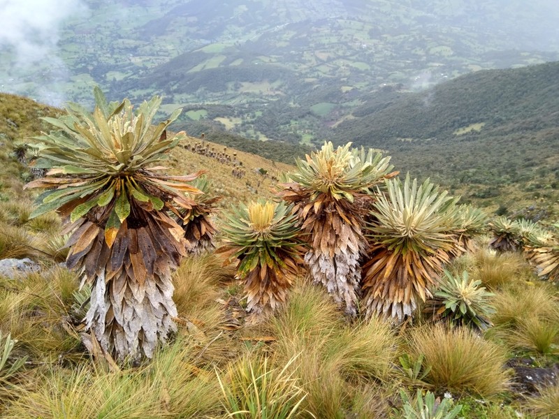 Espeletia guacharaca