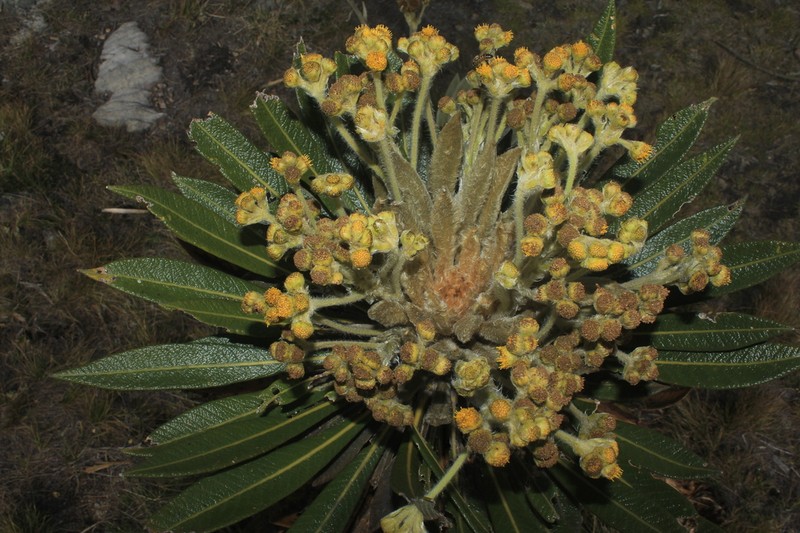 Espeletia guacharaca photo 2