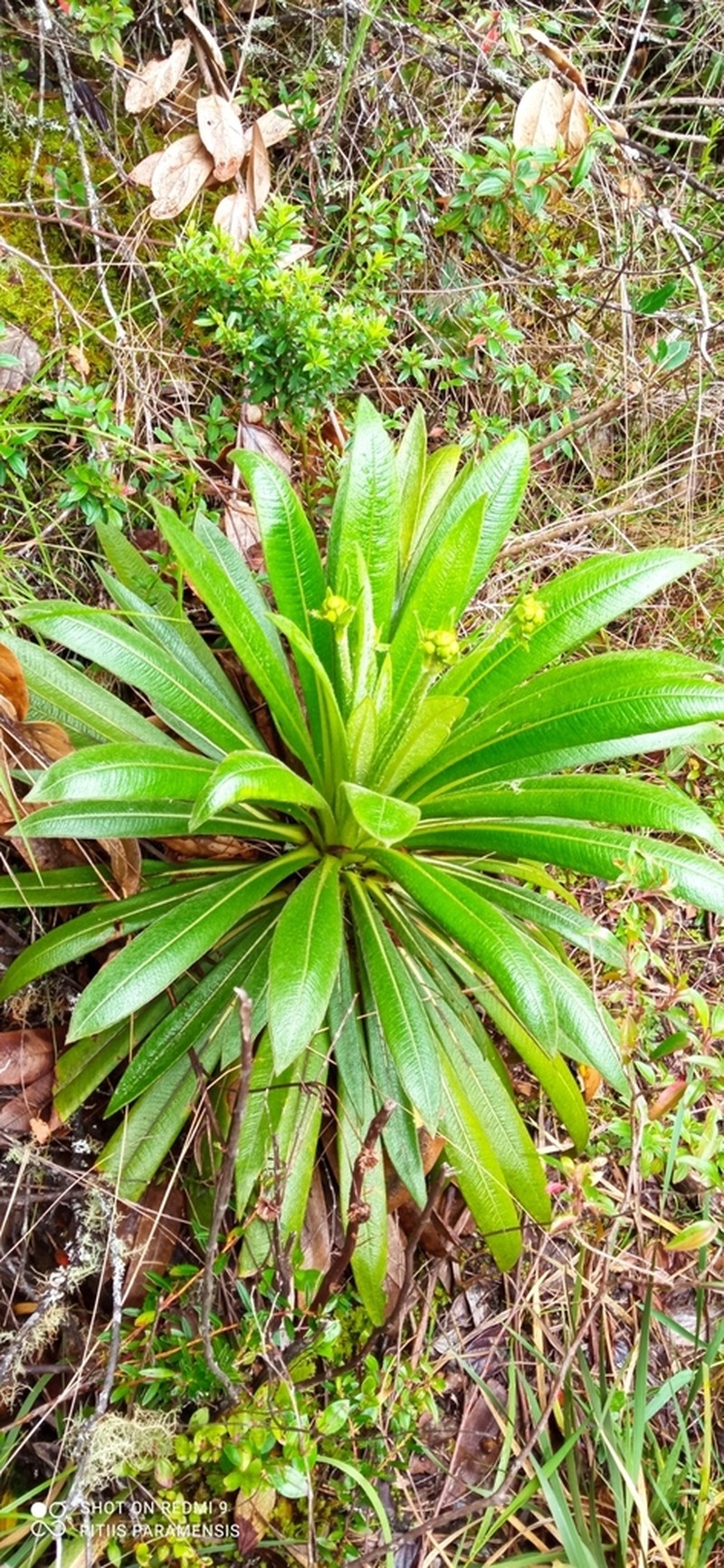 Espeletia guacharaca photo 3