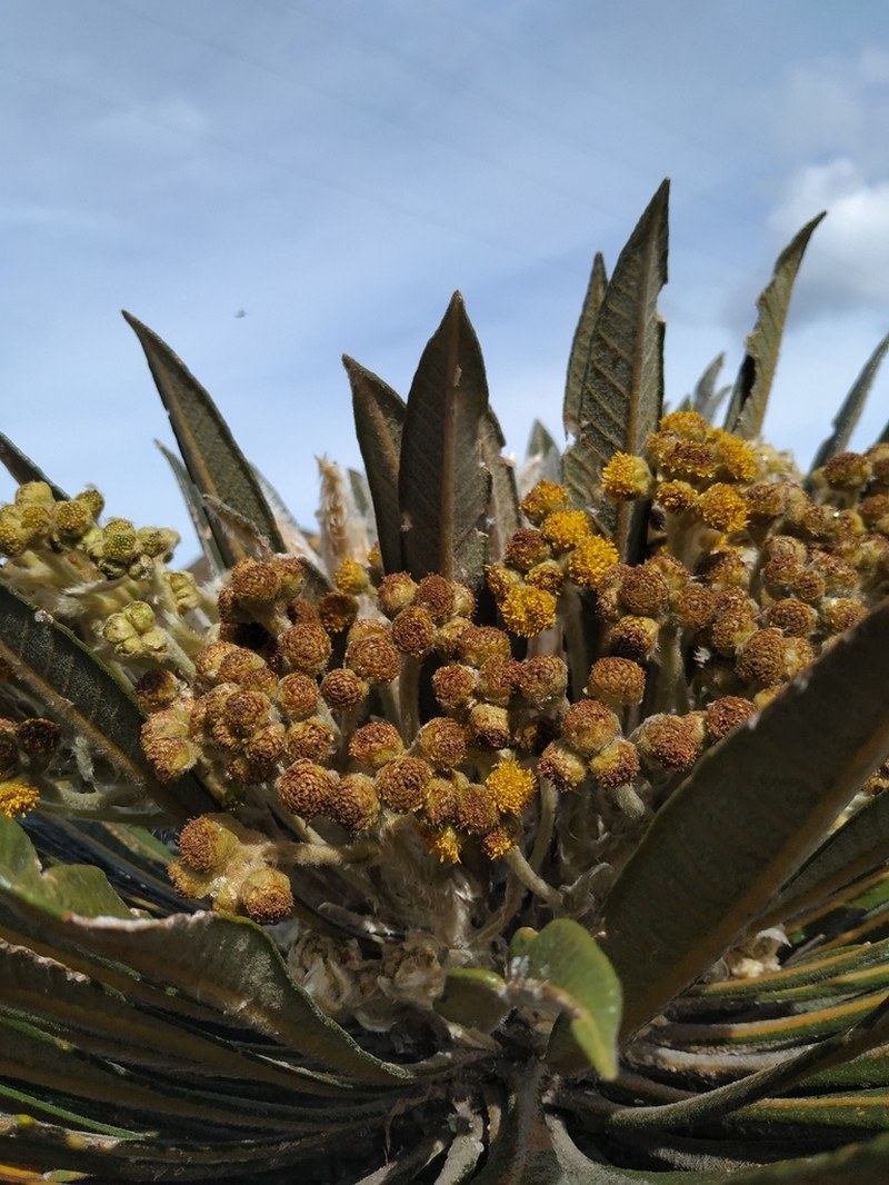 Espeletia guacharaca photo 4