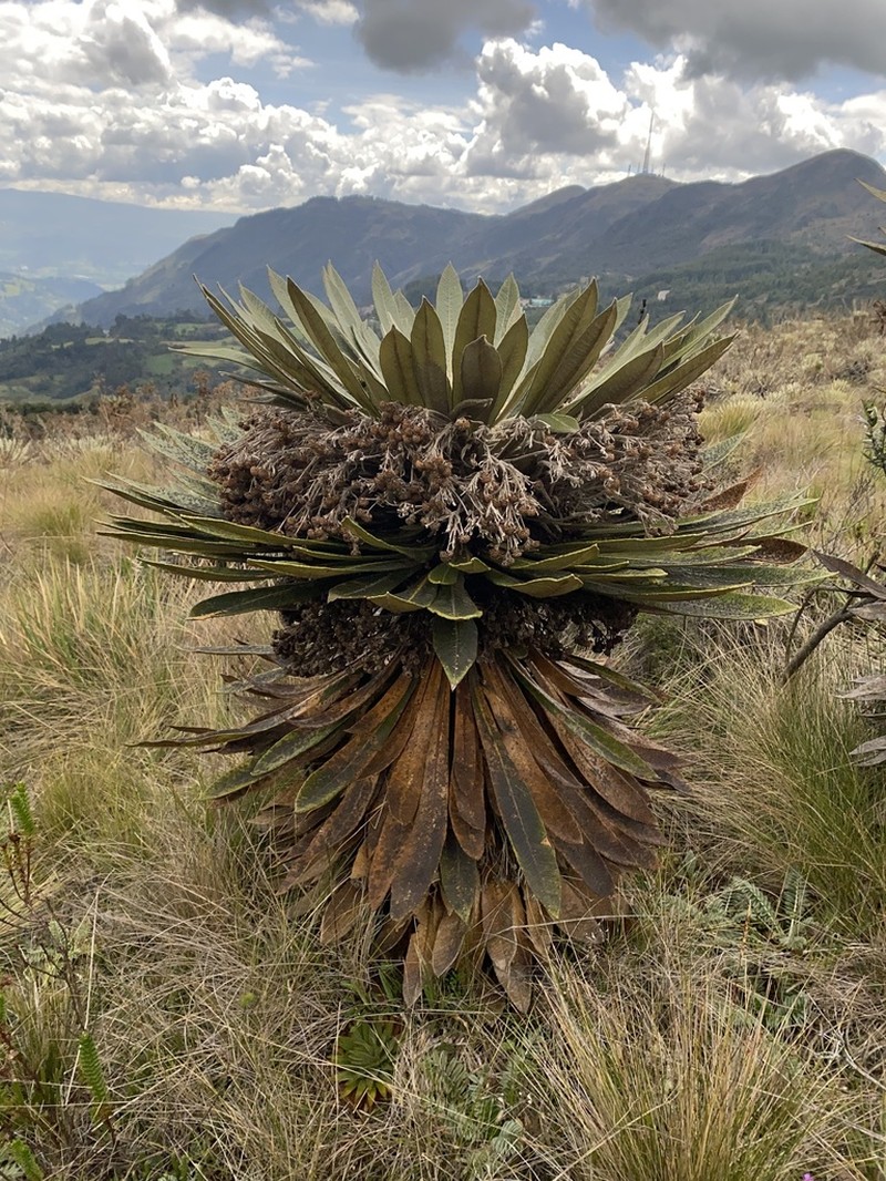 Espeletia guacharaca photo 5