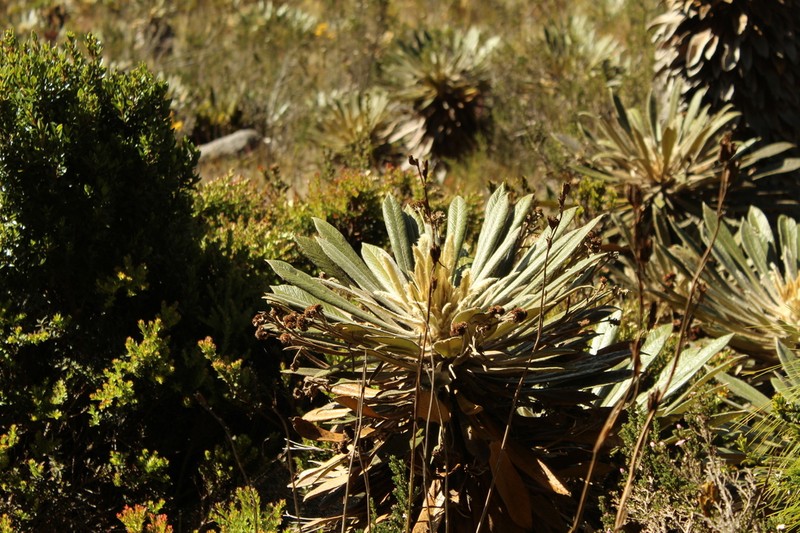 Espeletia guacharaca photo 6