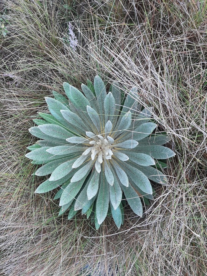 Espeletia guacharaca photo 8