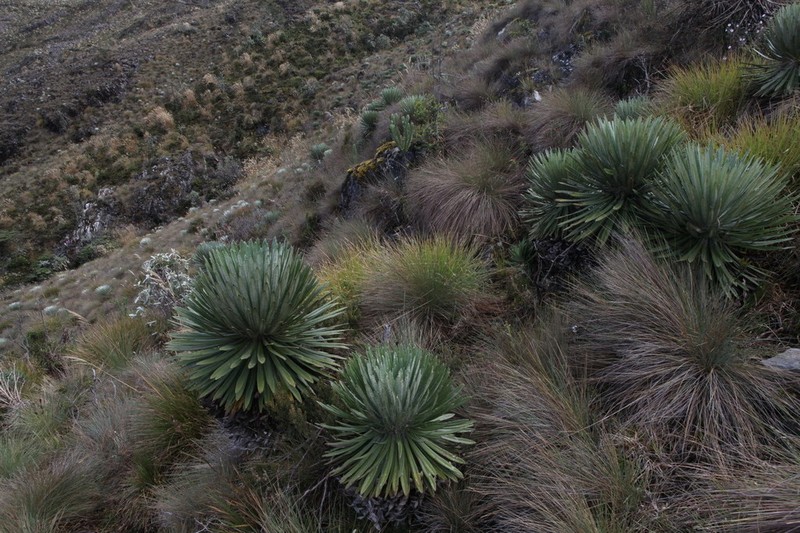 Espeletia hanburyana