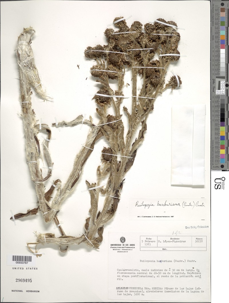 Espeletia hanburyana photo 2