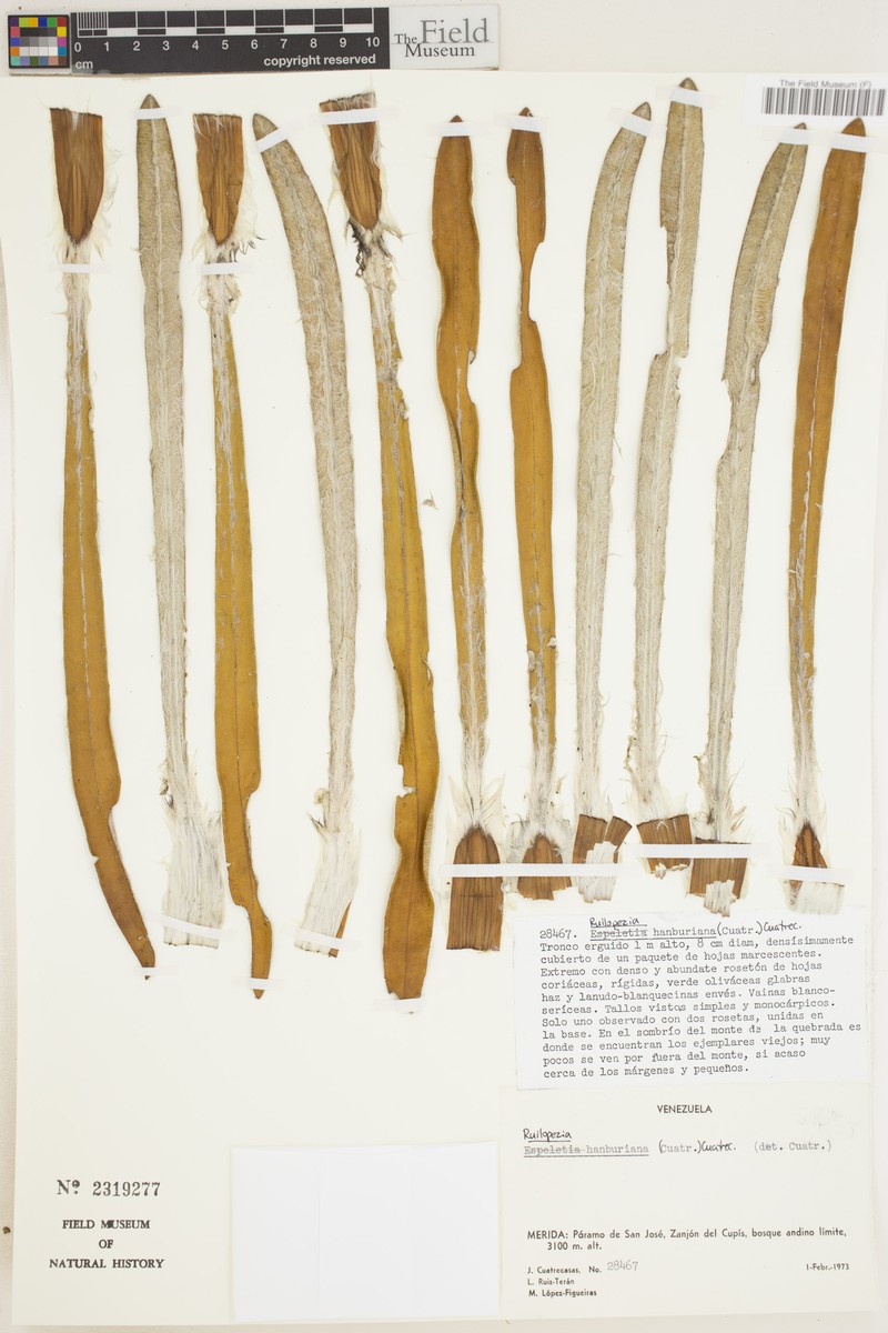 Espeletia hanburyana photo 3