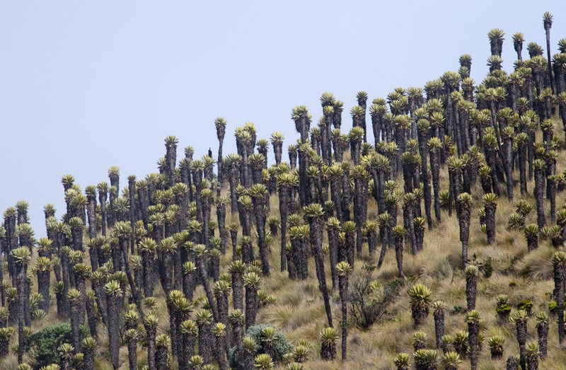 Espeletia hartwegiana photo 3