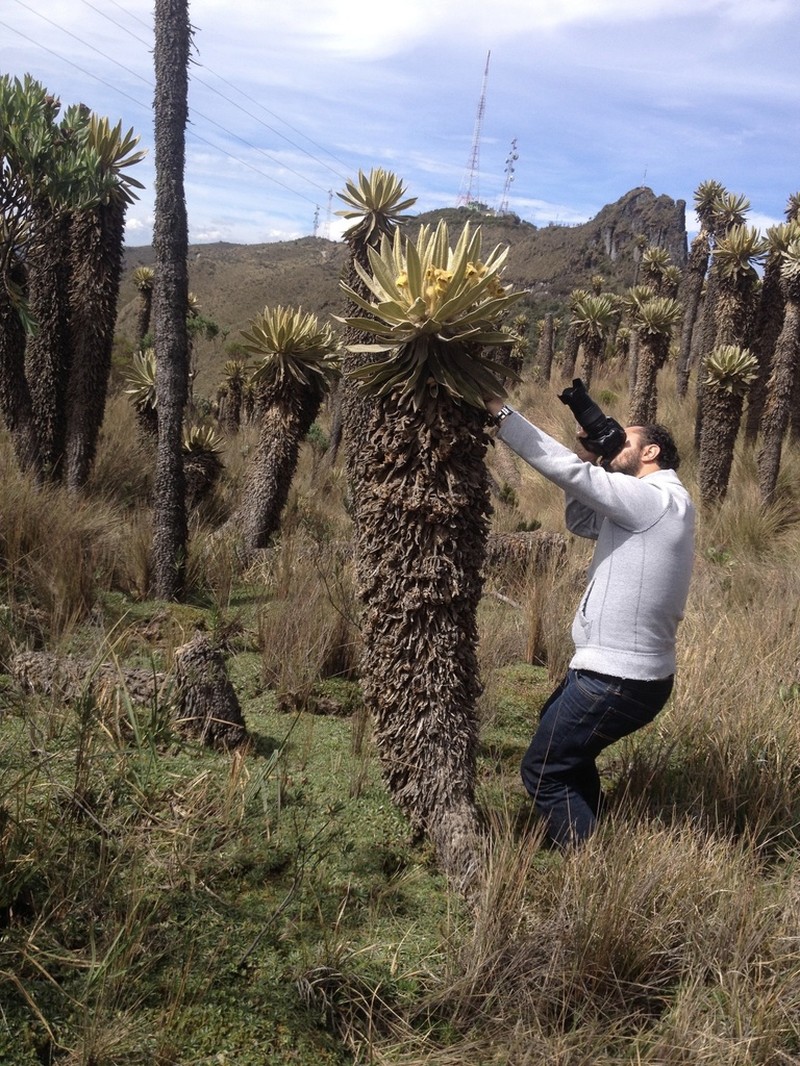 Espeletia hartwegiana photo 4