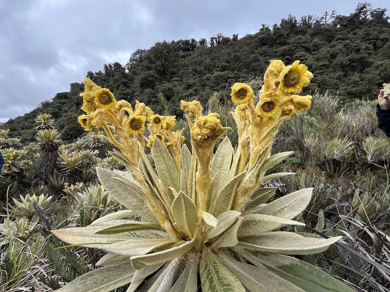 Espeletia hartwegiana photo 5
