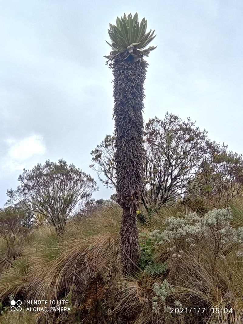 Espeletia hartwegiana photo 6
