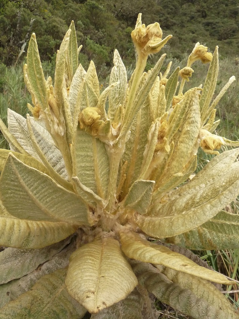 Espeletia hartwegiana photo 8