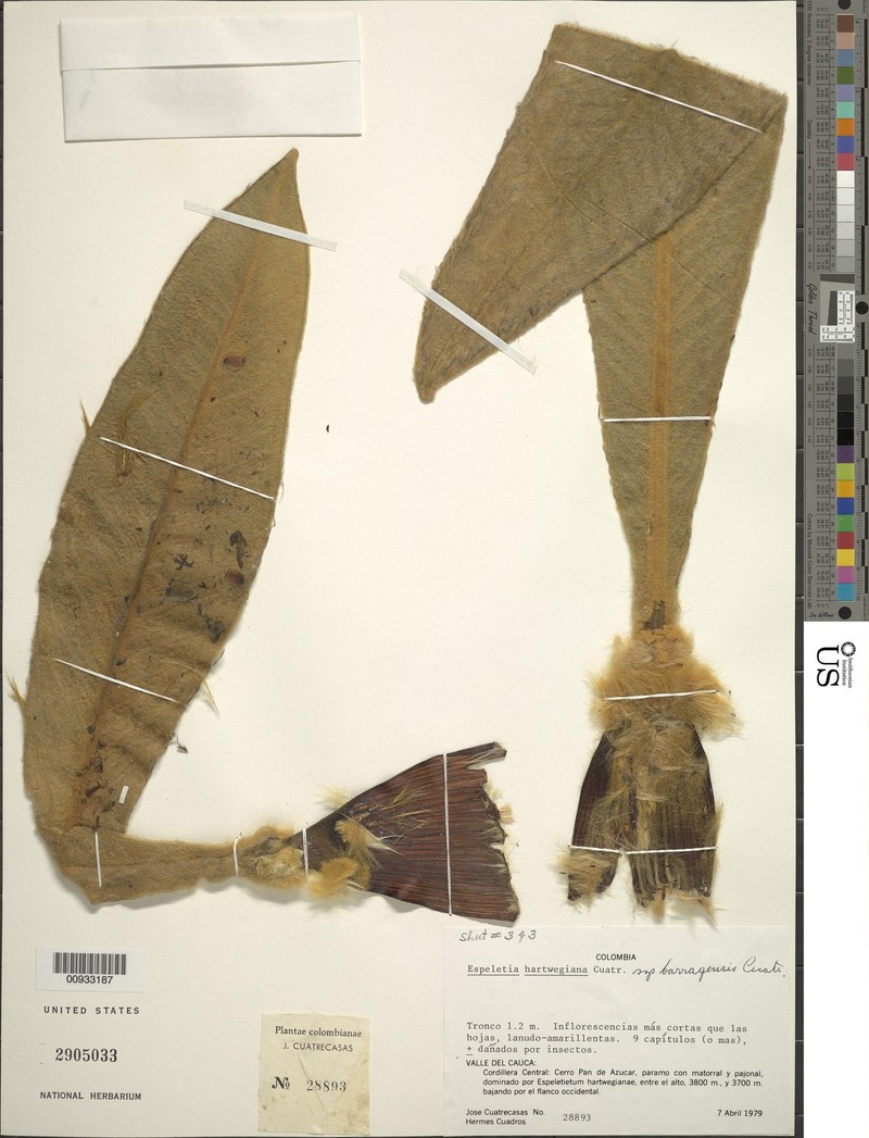 Espeletia hartwegiana subsp. barragensis