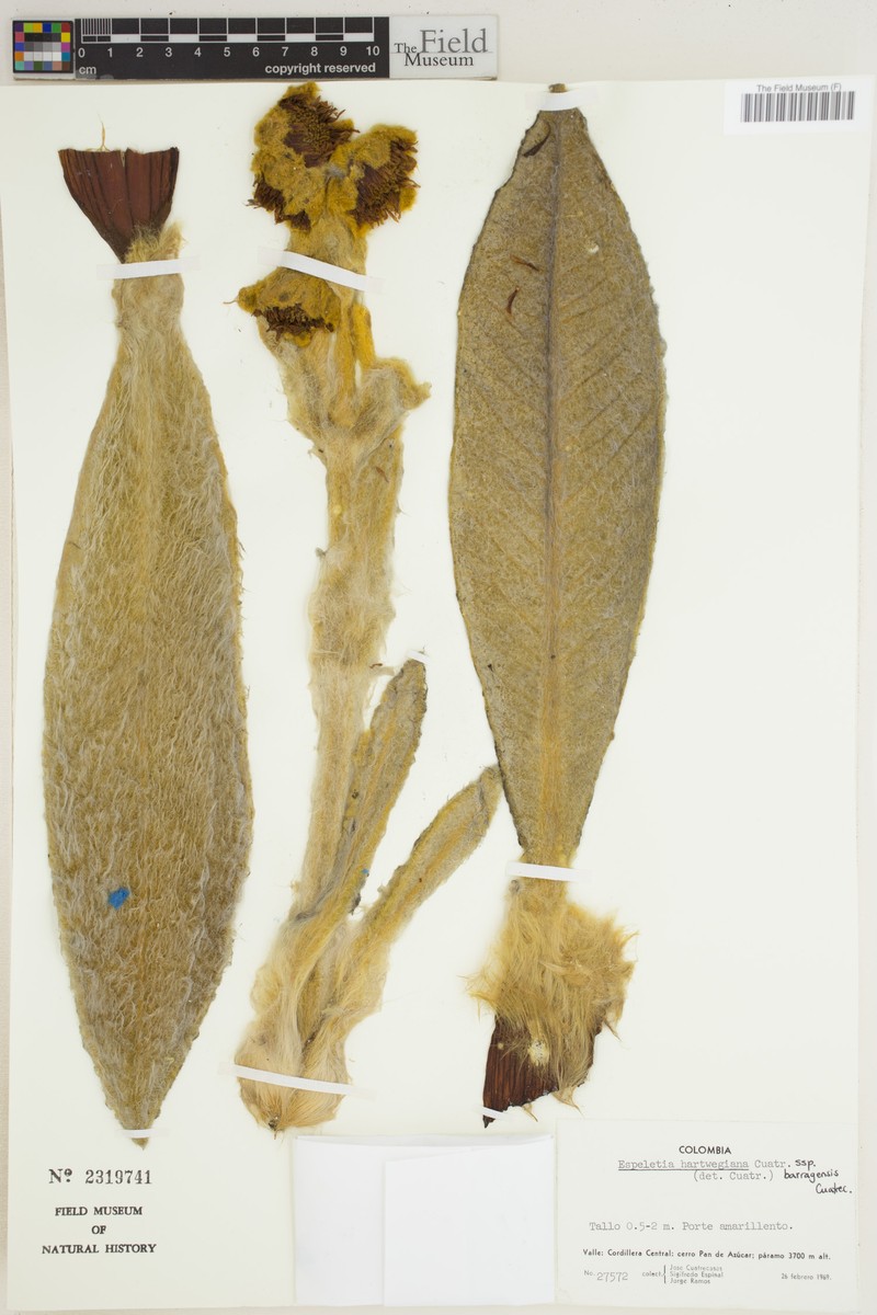Espeletia hartwegiana subsp. barragensis photo 2