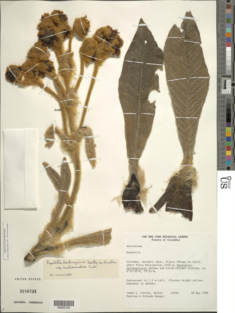 Espeletia hartwegiana subsp. centroandina