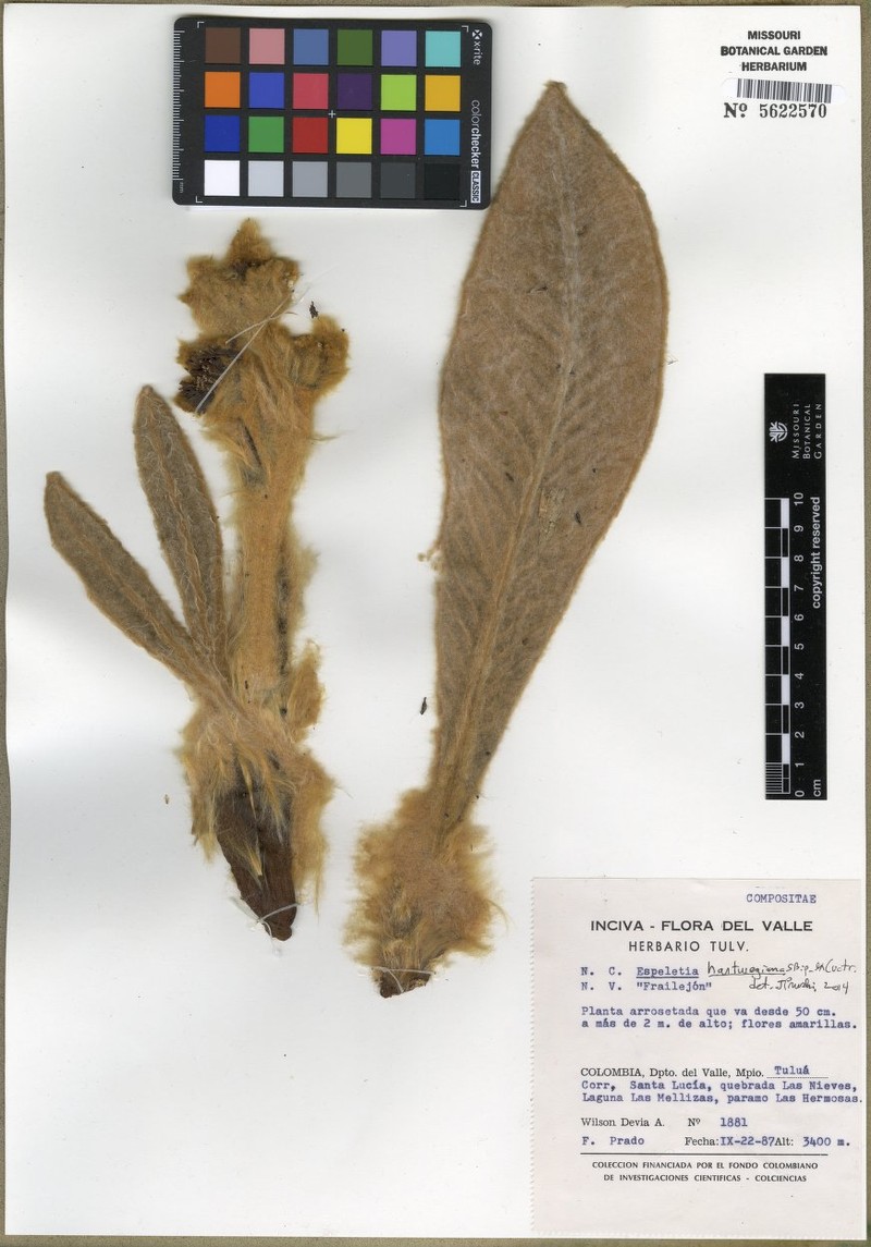 Espeletia hartwegiana subsp. hartwegiana photo 2