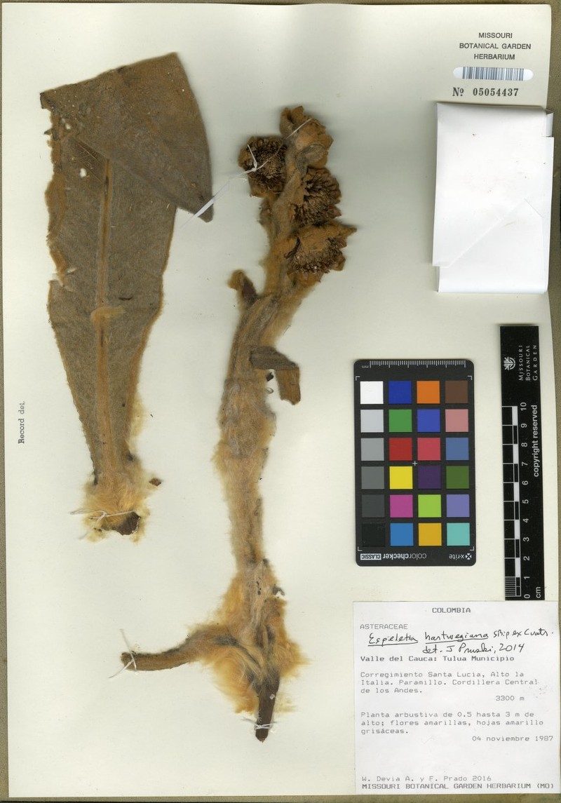 Espeletia hartwegiana subsp. hartwegiana photo 3