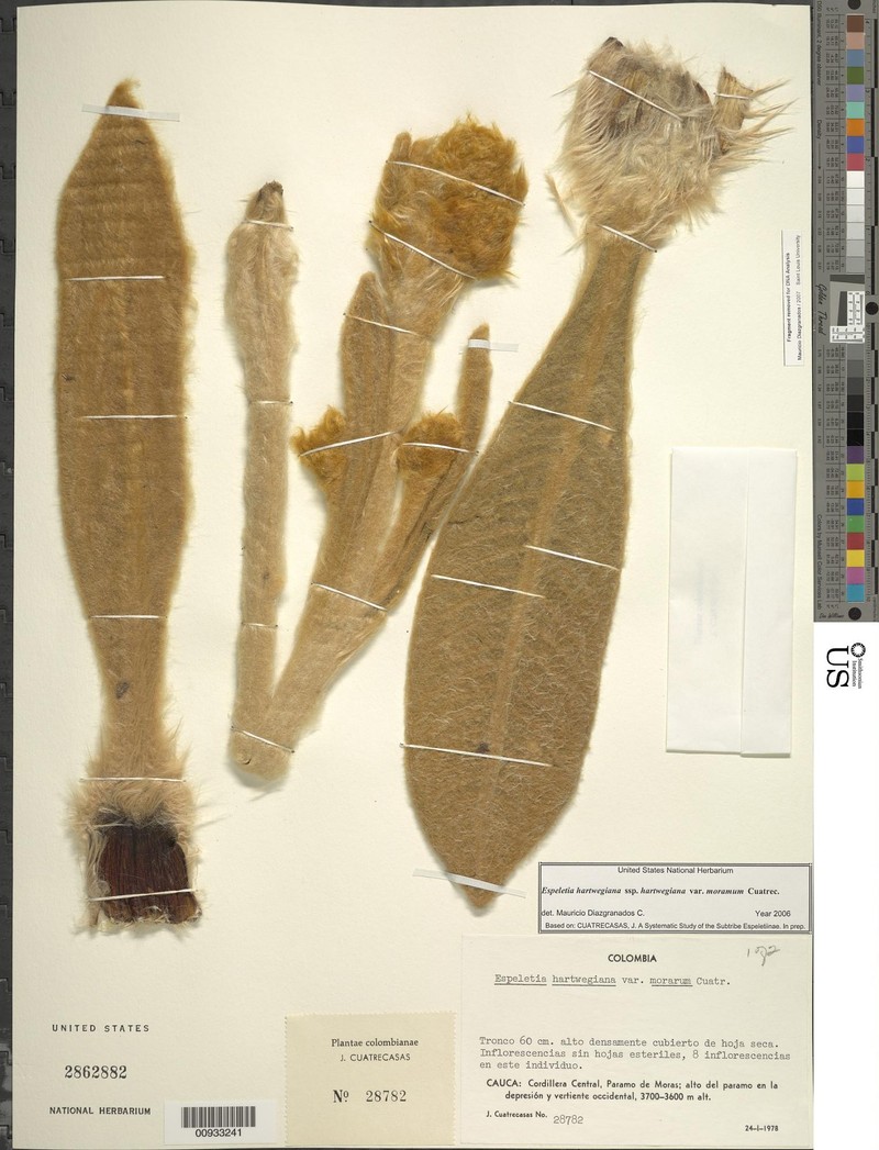 Espeletia hartwegiana var. morarum