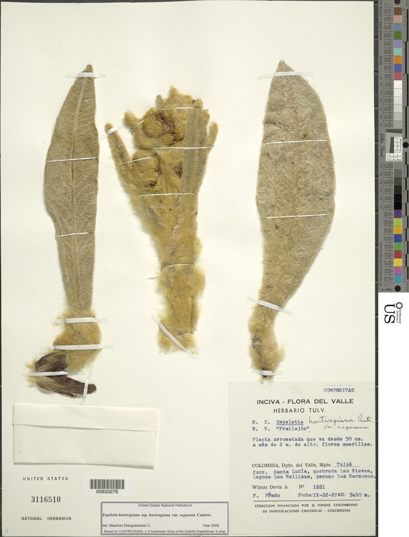 Espeletia hartwegiana var. vegasana